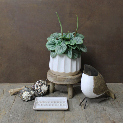 Dakota Footed Riser 6" - Wood - Chapin Furniture