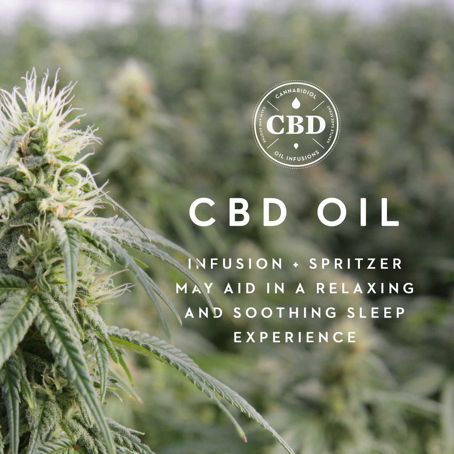 Shoulder Zoned Dough + CBD Oil PIllow - Chapin Furniture