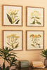 Set of 4 Framed Flower Prints Under Glass - Chapin Furniture