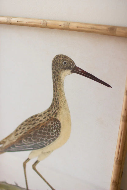 Set of 2 Framed Shorebirds Under Glass - Chapin Furniture