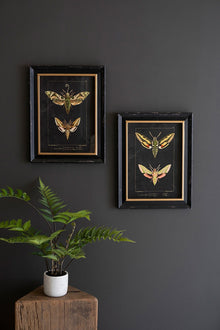 Set of 2 Framed Moth Prints Under Glass - Chapin Furniture