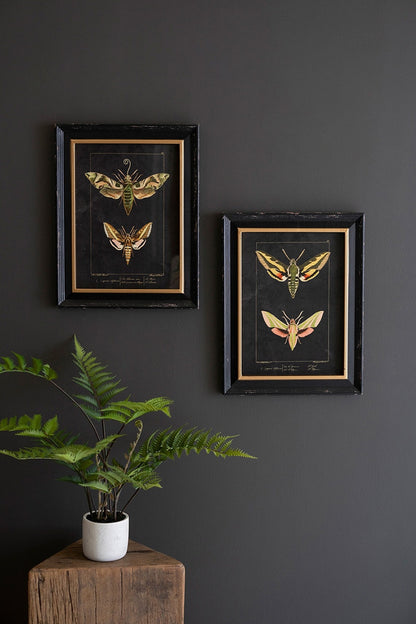 Set of 2 Framed Moth Prints Under Glass - Chapin Furniture