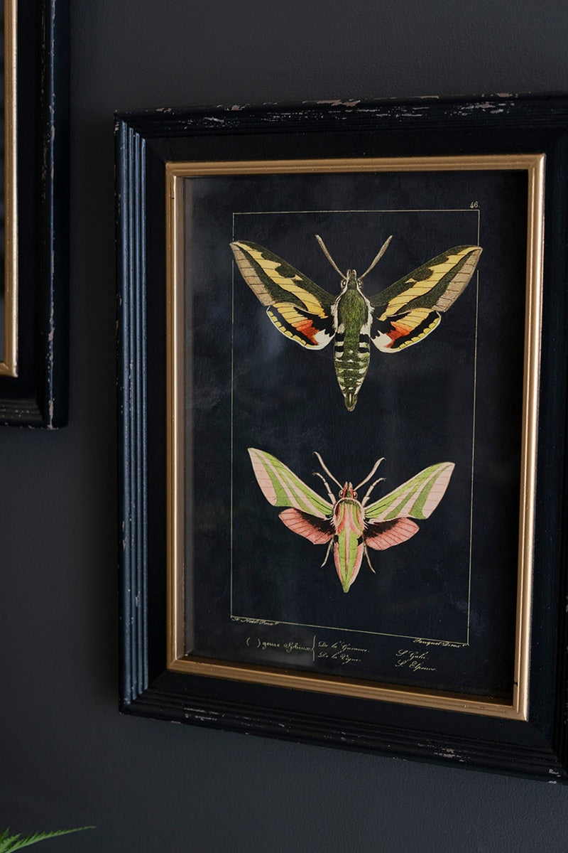 Set of 2 Framed Moth Prints Under Glass - Chapin Furniture
