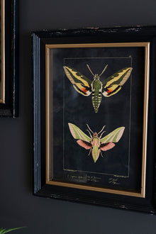 Set of 2 Framed Moth Prints Under Glass - Chapin Furniture