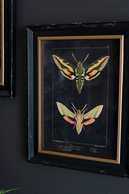 Set of 2 Framed Moth Prints Under Glass - Chapin Furniture