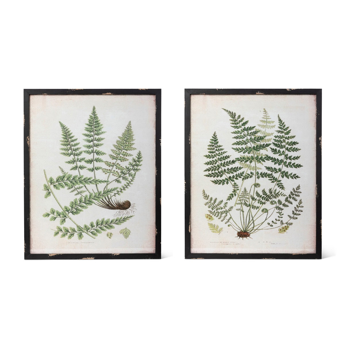 Botanical Study Fern Prints, Set of 2 Assorted Styles - Chapin Furniture