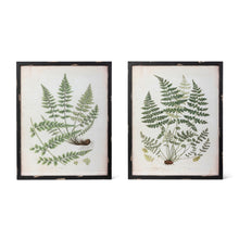 Botanical Study Fern Prints, Set of 2 Assorted Styles - Chapin Furniture