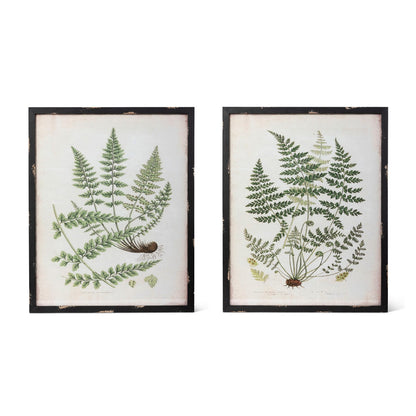 Botanical Study Fern Prints, Set of 2 Assorted Styles - Chapin Furniture