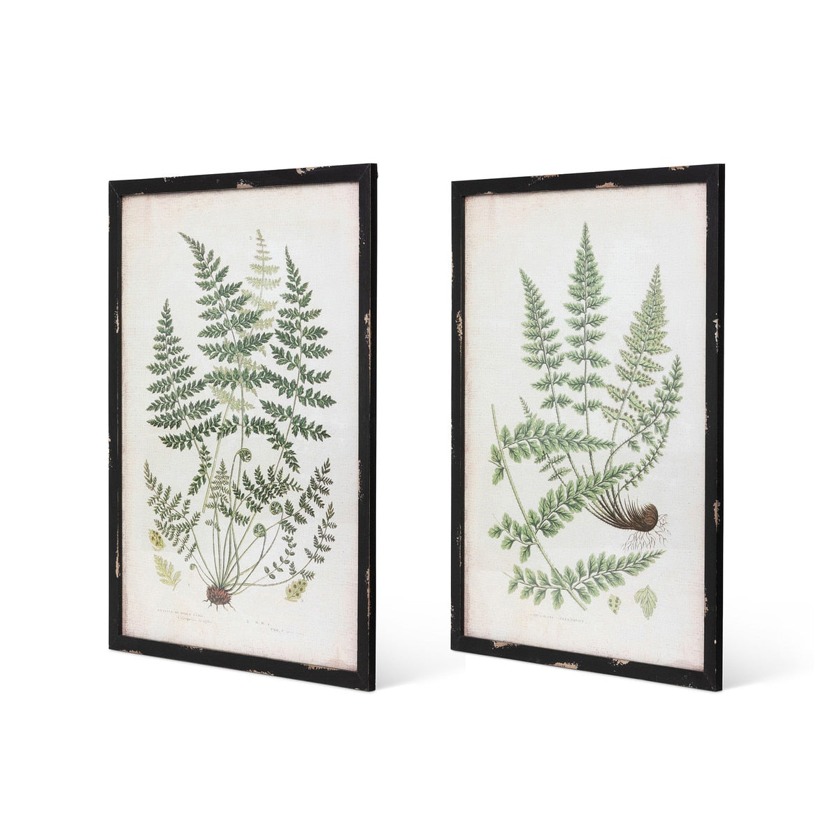 Botanical Study Fern Prints, Set of 2 Assorted Styles - Chapin Furniture