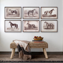 Prized Race Horse Framed Prints, Set of 6 Assorted Styles - Chapin Furniture